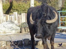 Tiergarten Schönbrunn am 27.01.2026